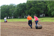 Rolling soil to flatten after seed planting