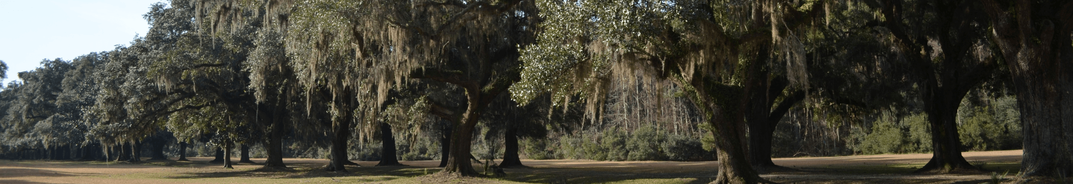 The oak allée at Laurel Hill County Park.
