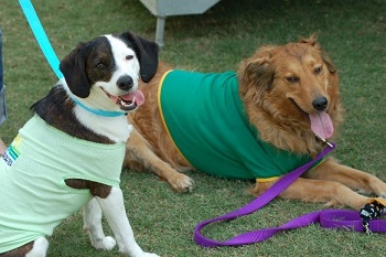 Dogs in green